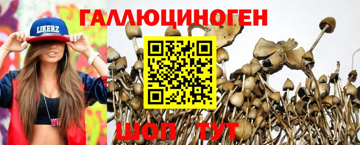 Псилоцибиновые грибы Psilocybine cubensis  Галлюциногенные грибы Psilocybe  Вход с VPN  Кизляр 